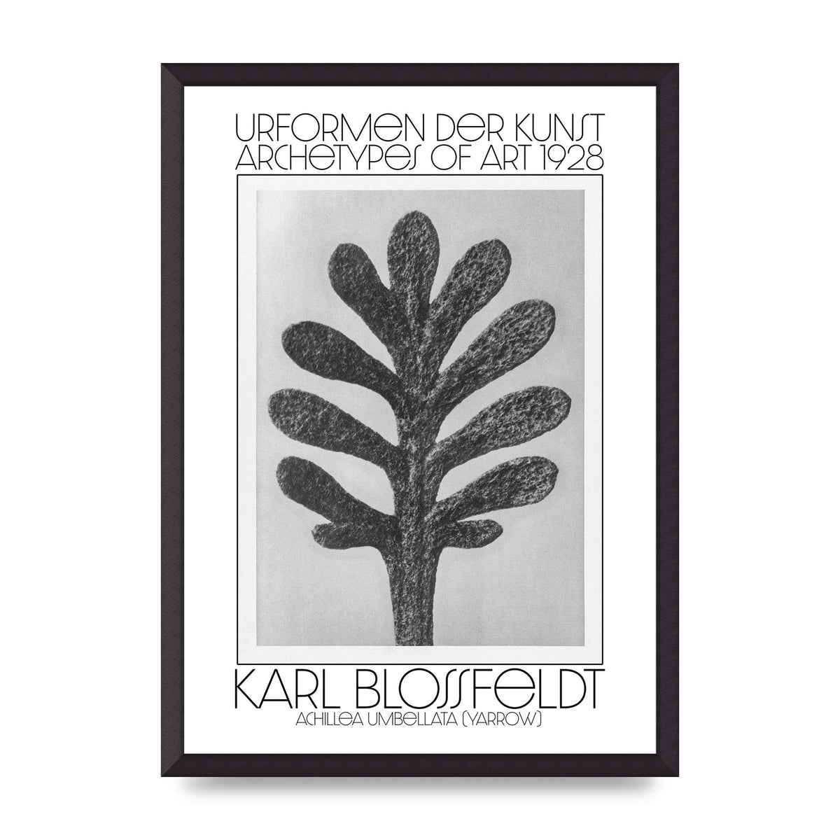 Karl Blossfeldt Urformen Der Kunst 1928 Achillea Umbellata Yarrow Art For The Home - A2 framed