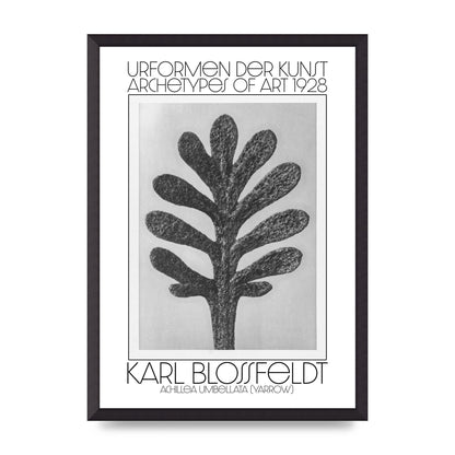 Karl Blossfeldt Urformen Der Kunst 1928 Achillea Umbellata Yarrow Art For The Home - A2 framed