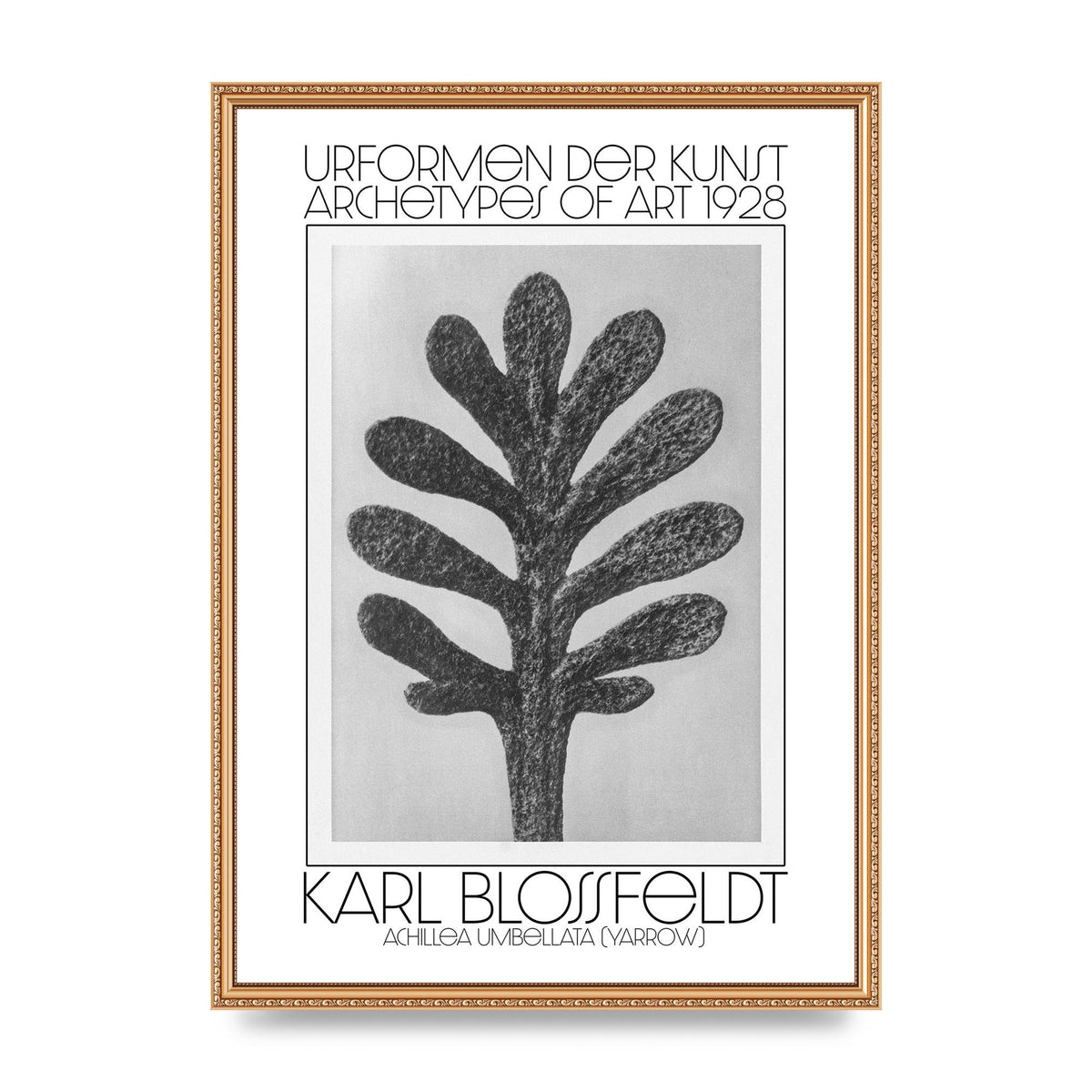 Karl Blossfeldt Urformen Der Kunst 1928 Achillea Umbellata Yarrow Art For The Home - A2 framed