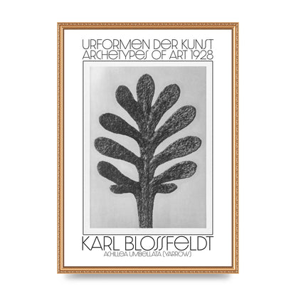 Karl Blossfeldt Urformen Der Kunst 1928 Achillea Umbellata Yarrow Art For The Home - A2 framed