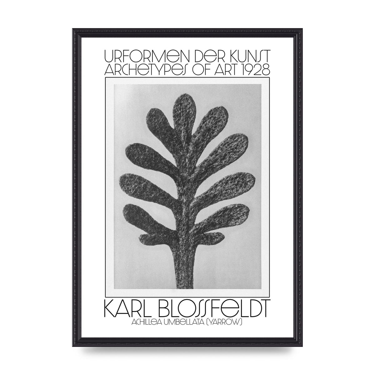 Karl Blossfeldt Urformen Der Kunst 1928 Achillea Umbellata Yarrow Art For The Home - A2 framed