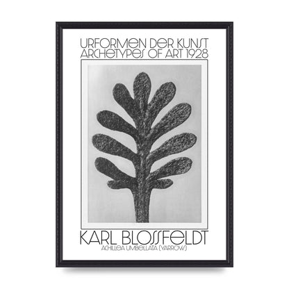 Karl Blossfeldt Urformen Der Kunst 1928 Achillea Umbellata Yarrow Art For The Home - A2 framed