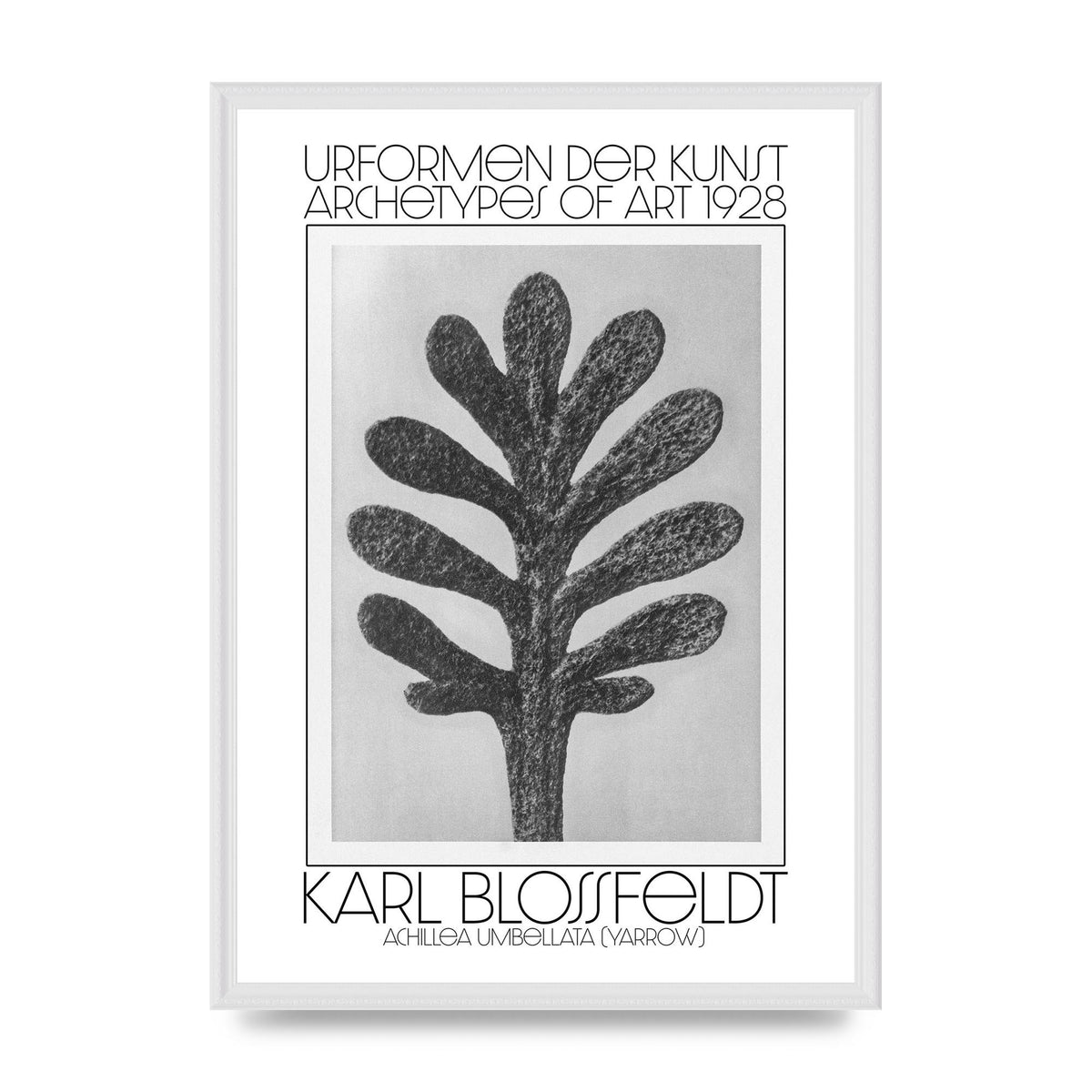 Karl Blossfeldt Urformen Der Kunst 1928 Achillea Umbellata Yarrow Art For The Home - A2 framed
