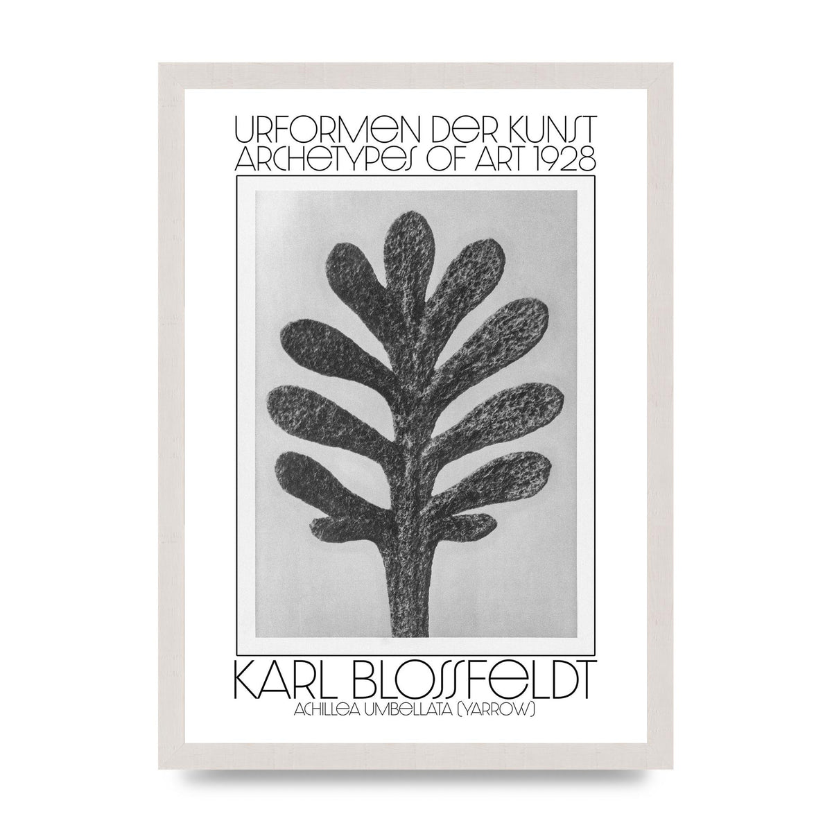 Karl Blossfeldt Urformen Der Kunst 1928 Achillea Umbellata Yarrow Art For The Home - A3 framed
