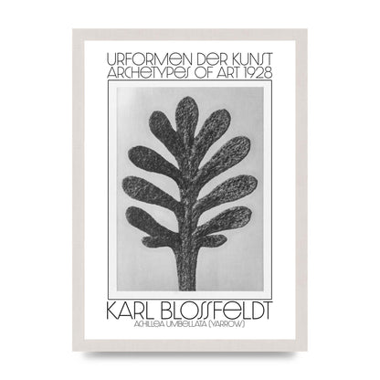 Karl Blossfeldt Urformen Der Kunst 1928 Achillea Umbellata Yarrow Art For The Home - A3 framed