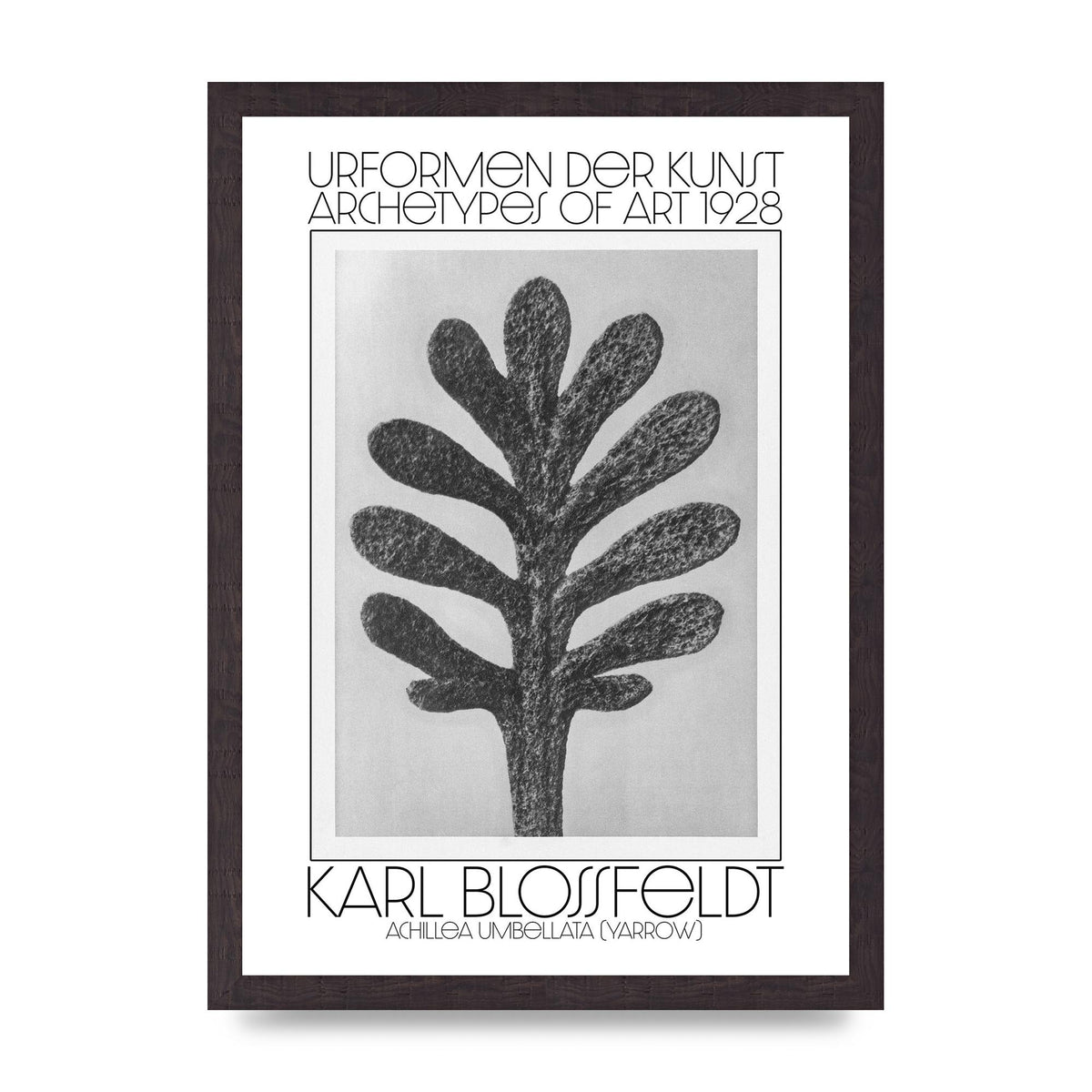 Karl Blossfeldt Urformen Der Kunst 1928 Achillea Umbellata Yarrow Art For The Home - A3 framed