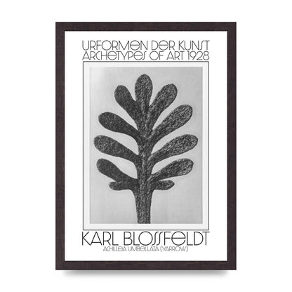 Karl Blossfeldt Urformen Der Kunst 1928 Achillea Umbellata Yarrow Art For The Home - A3 framed