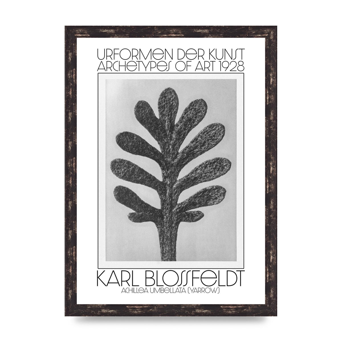 Karl Blossfeldt Urformen Der Kunst 1928 Achillea Umbellata Yarrow Art For The Home - A3 framed