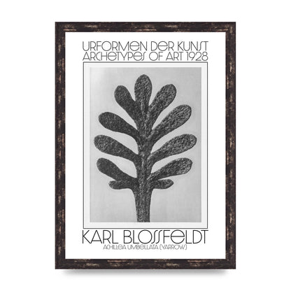 Karl Blossfeldt Urformen Der Kunst 1928 Achillea Umbellata Yarrow Art For The Home - A3 framed