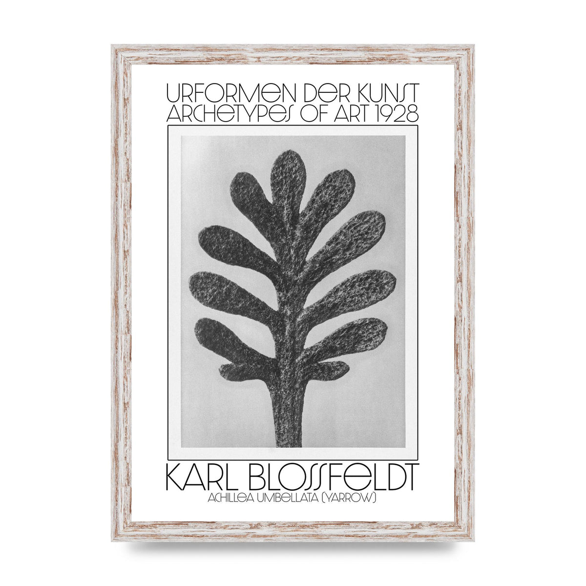 Karl Blossfeldt Urformen Der Kunst 1928 Achillea Umbellata Yarrow Art For The Home - A3 framed