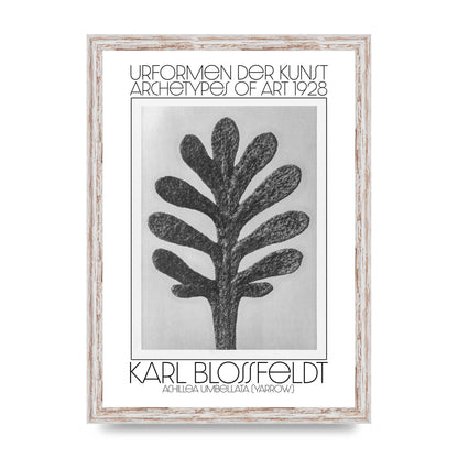 Karl Blossfeldt Urformen Der Kunst 1928 Achillea Umbellata Yarrow Art For The Home - A3 framed