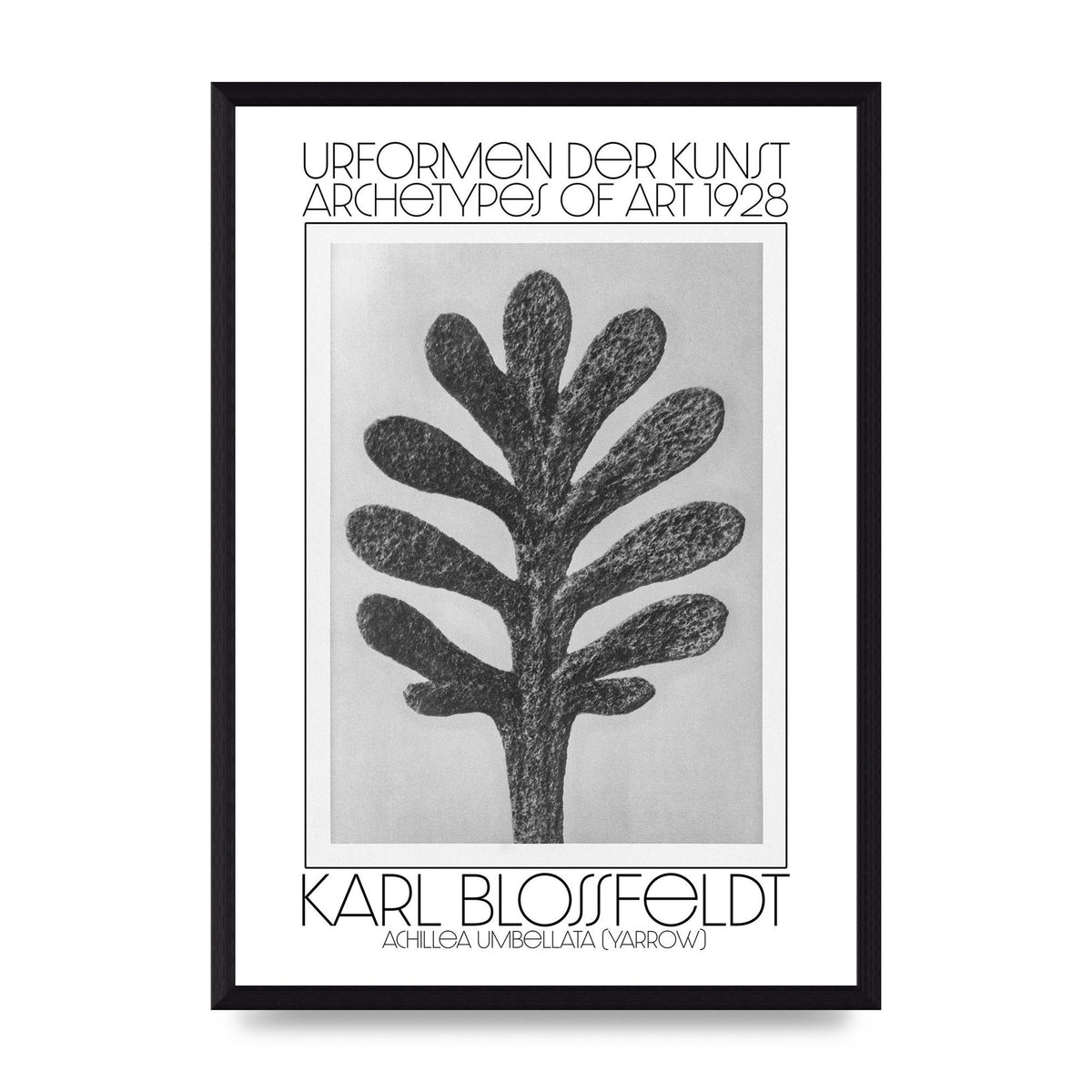 Karl Blossfeldt Urformen Der Kunst 1928 Achillea Umbellata Yarrow Art For The Home - A3 framed