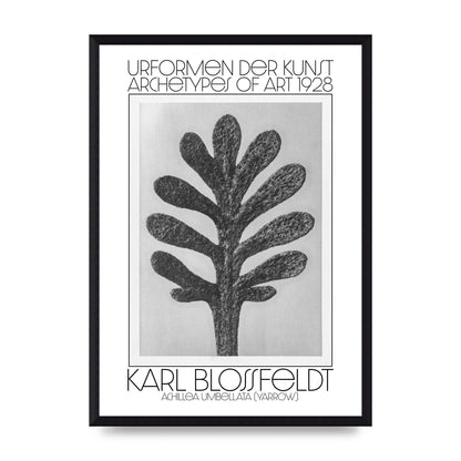 Karl Blossfeldt Urformen Der Kunst 1928 Achillea Umbellata Yarrow Art For The Home - A3 framed
