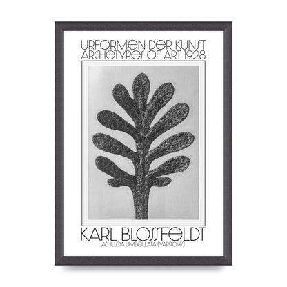Karl Blossfeldt Urformen Der Kunst 1928 Achillea Umbellata Yarrow Art For The Home - A3 framed