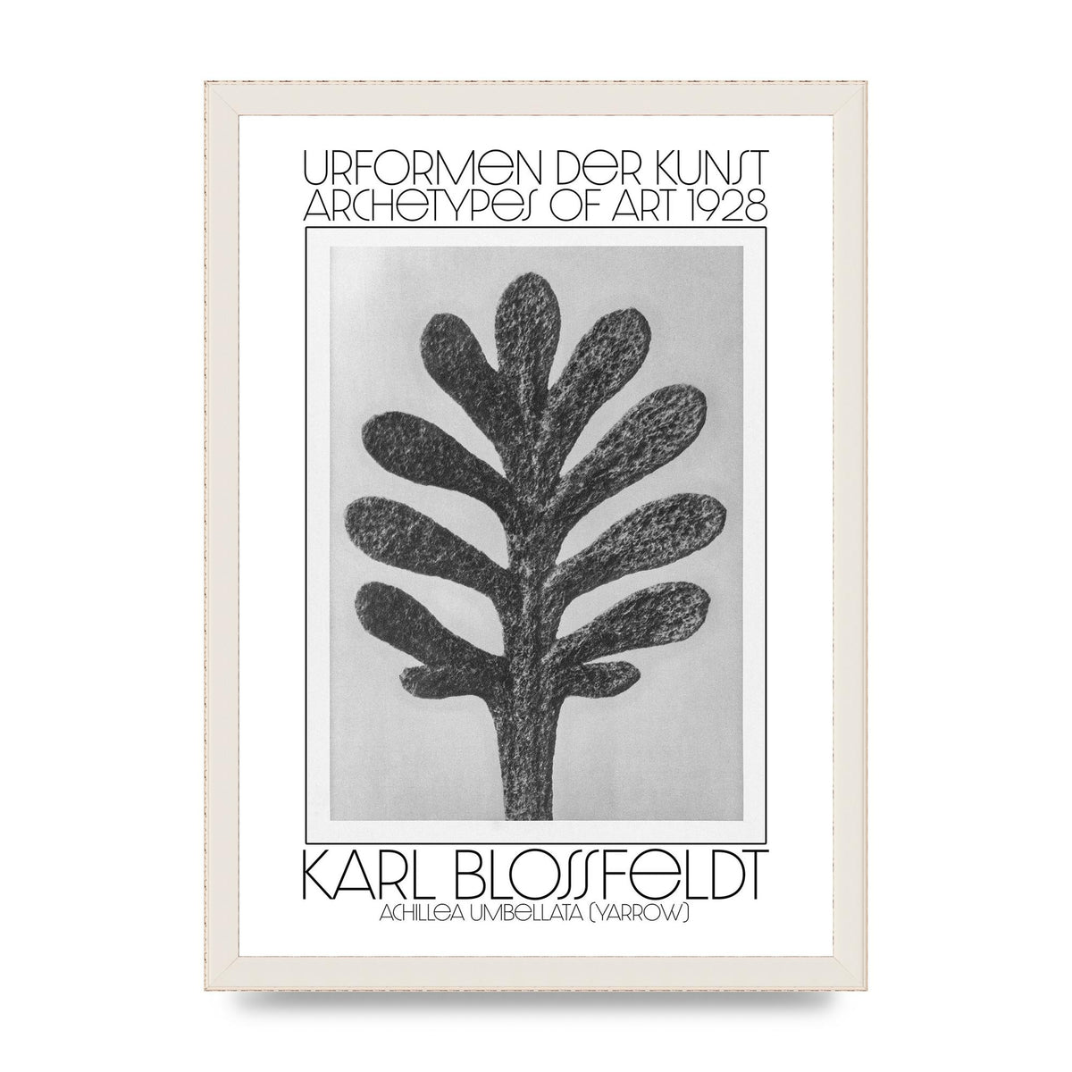 Karl Blossfeldt Urformen Der Kunst 1928 Achillea Umbellata Yarrow Art For The Home - A3 framed