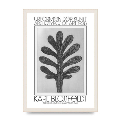 Karl Blossfeldt Urformen Der Kunst 1928 Achillea Umbellata Yarrow Art For The Home - A3 framed