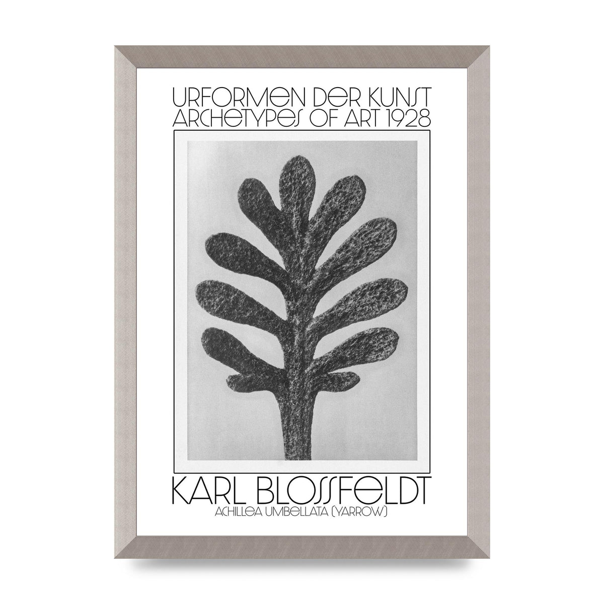 Karl Blossfeldt Urformen Der Kunst 1928 Achillea Umbellata Yarrow Art For The Home - A3 framed