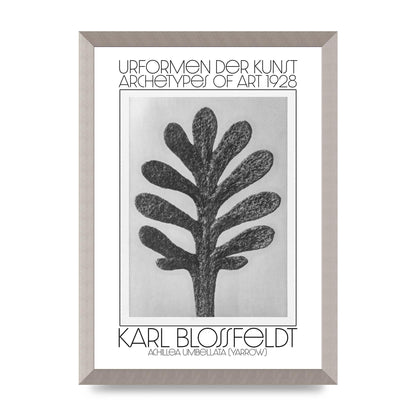 Karl Blossfeldt Urformen Der Kunst 1928 Achillea Umbellata Yarrow Art For The Home - A3 framed