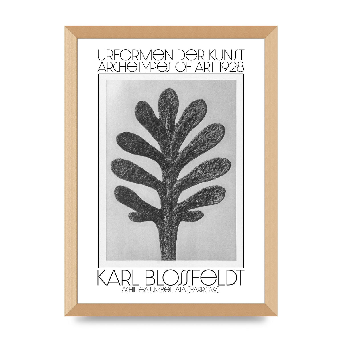 Karl Blossfeldt Urformen Der Kunst 1928 Achillea Umbellata Yarrow Art For The Home - A3 framed