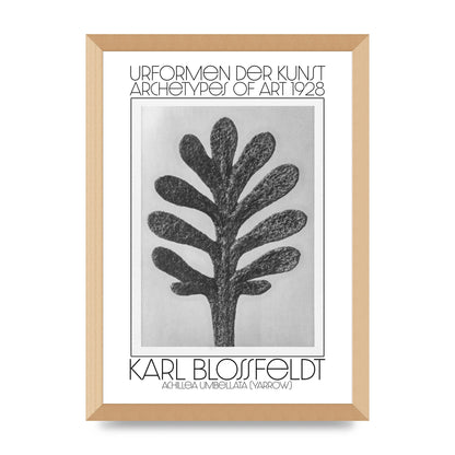 Karl Blossfeldt Urformen Der Kunst 1928 Achillea Umbellata Yarrow Art For The Home - A3 framed