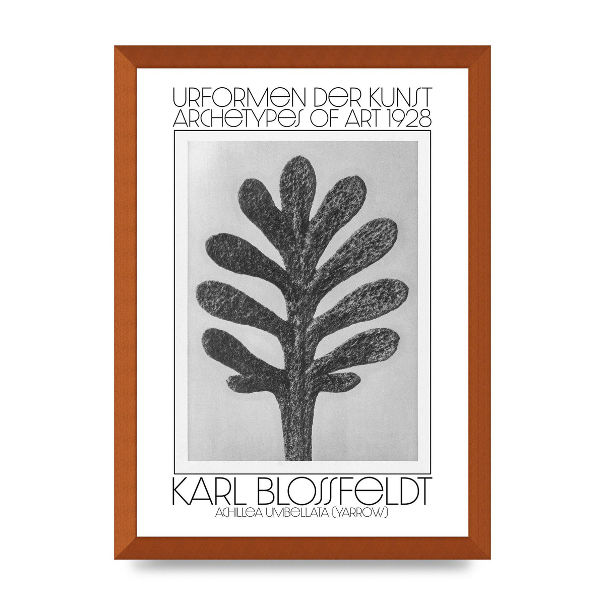 Karl Blossfeldt Urformen Der Kunst 1928 Achillea Umbellata Yarrow Art For The Home - A3 framed