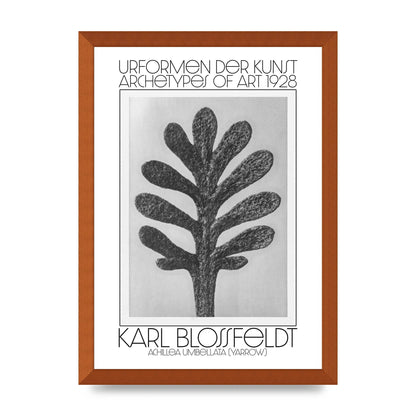 Karl Blossfeldt Urformen Der Kunst 1928 Achillea Umbellata Yarrow Art For The Home - A3 framed