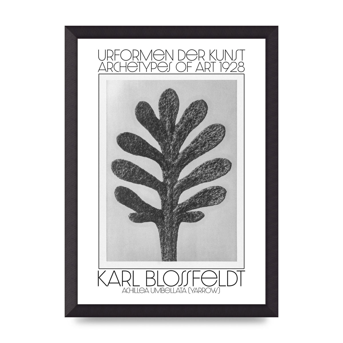Karl Blossfeldt Urformen Der Kunst 1928 Achillea Umbellata Yarrow Art For The Home - A3 framed