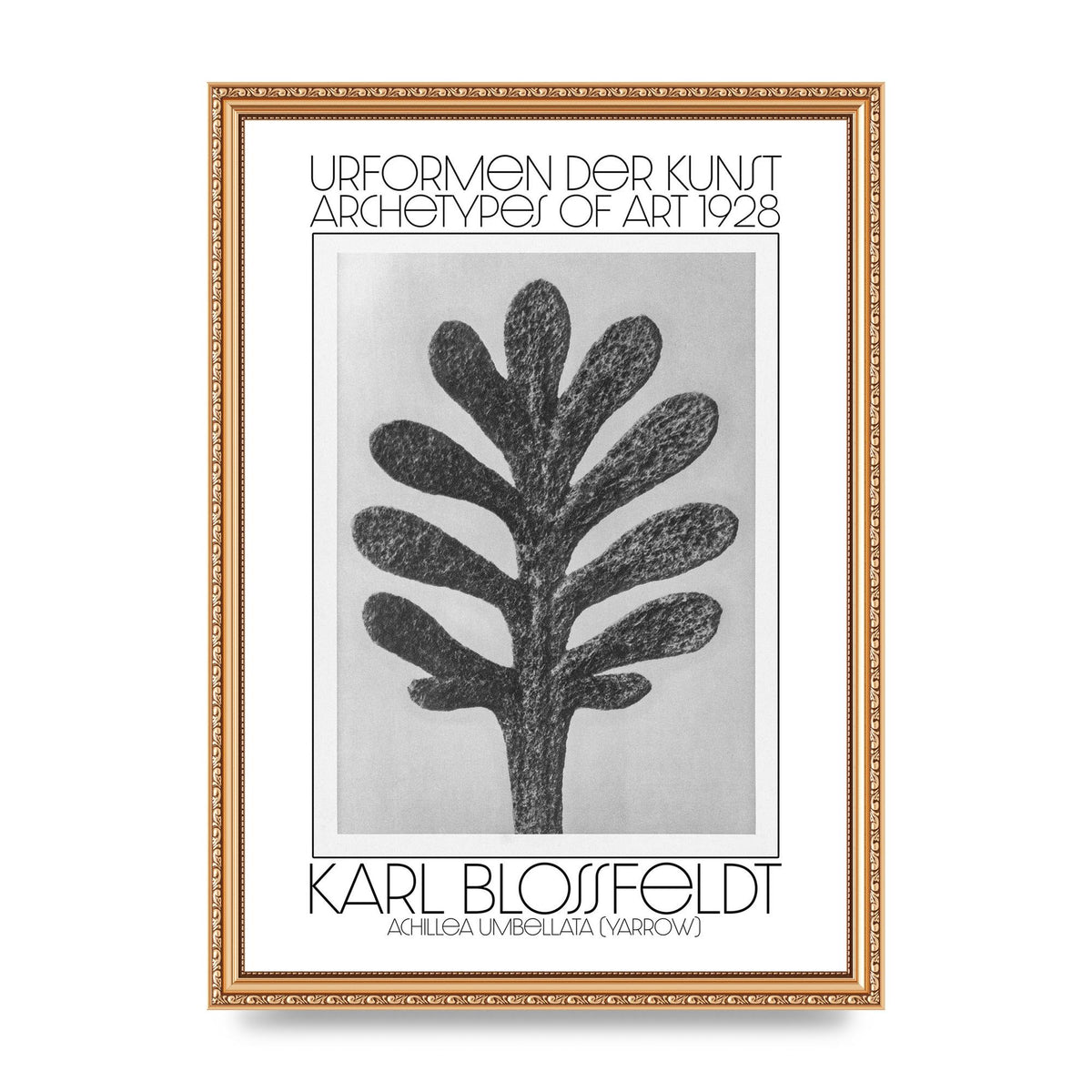 Karl Blossfeldt Urformen Der Kunst 1928 Achillea Umbellata Yarrow Art For The Home - A3 framed