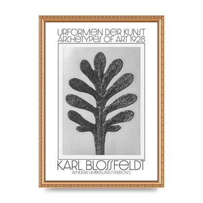 Karl Blossfeldt Urformen Der Kunst 1928 Achillea Umbellata Yarrow Art For The Home - A3 framed