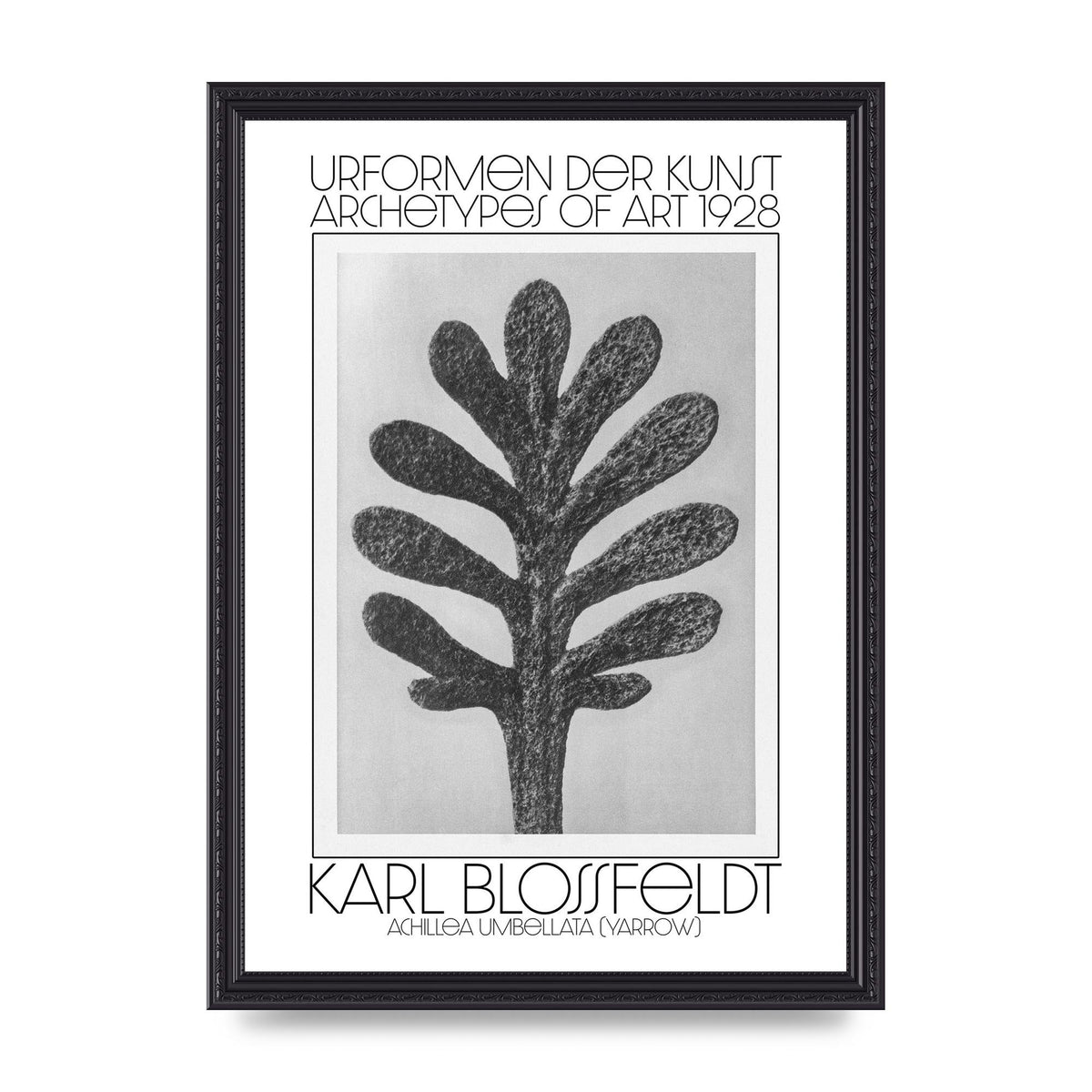 Karl Blossfeldt Urformen Der Kunst 1928 Achillea Umbellata Yarrow Art For The Home - A3 framed