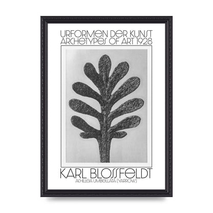 Karl Blossfeldt Urformen Der Kunst 1928 Achillea Umbellata Yarrow Art For The Home - A3 framed