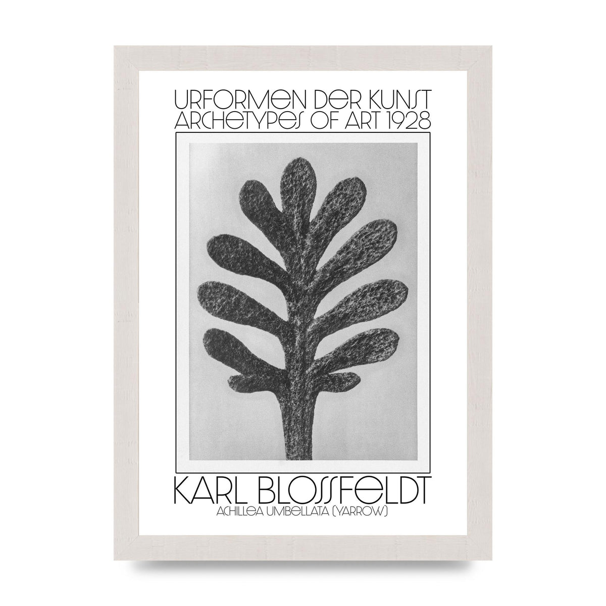 Karl Blossfeldt Urformen Der Kunst 1928 Achillea Umbellata Yarrow Art For The Home - A4 framed
