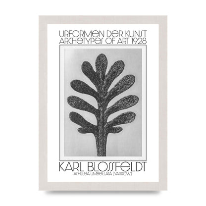 Karl Blossfeldt Urformen Der Kunst 1928 Achillea Umbellata Yarrow Art For The Home - A4 framed