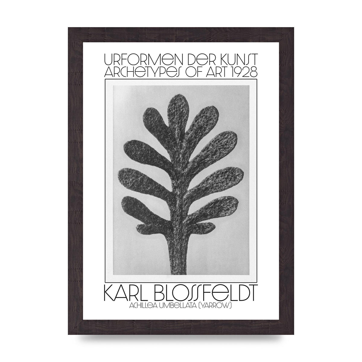 Karl Blossfeldt Urformen Der Kunst 1928 Achillea Umbellata Yarrow Art For The Home - A4 framed