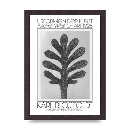 Karl Blossfeldt Urformen Der Kunst 1928 Achillea Umbellata Yarrow Art For The Home - A4 framed