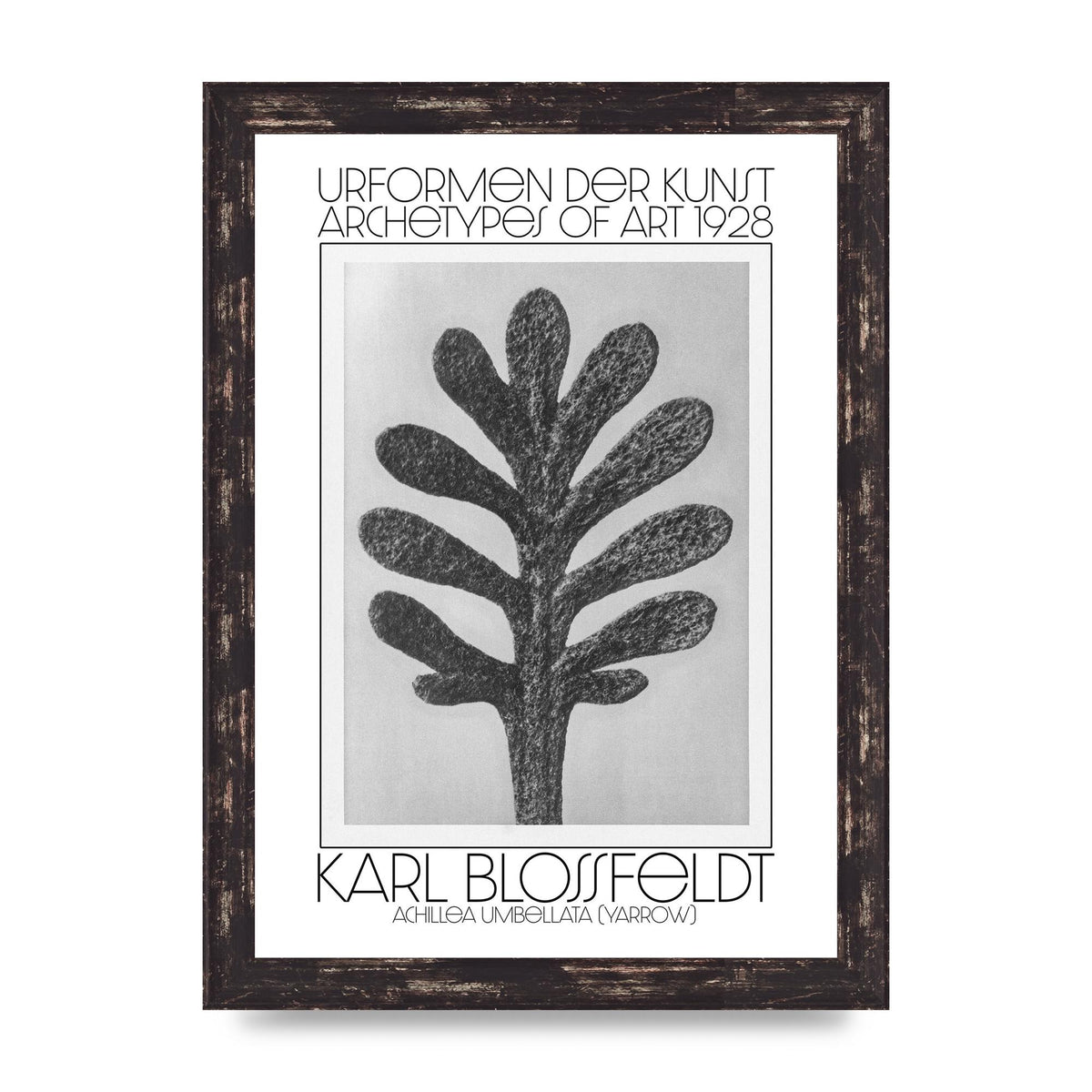Karl Blossfeldt Urformen Der Kunst 1928 Achillea Umbellata Yarrow Art For The Home - A4 framed