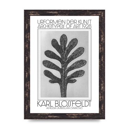 Karl Blossfeldt Urformen Der Kunst 1928 Achillea Umbellata Yarrow Art For The Home - A4 framed