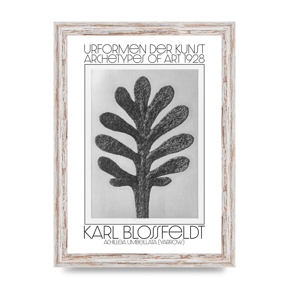 Karl Blossfeldt Urformen Der Kunst 1928 Achillea Umbellata Yarrow Art For The Home - A4 framed