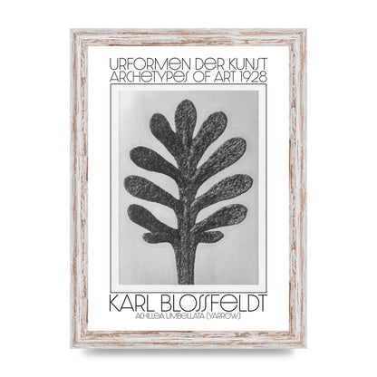 Karl Blossfeldt Urformen Der Kunst 1928 Achillea Umbellata Yarrow Art For The Home - A4 framed