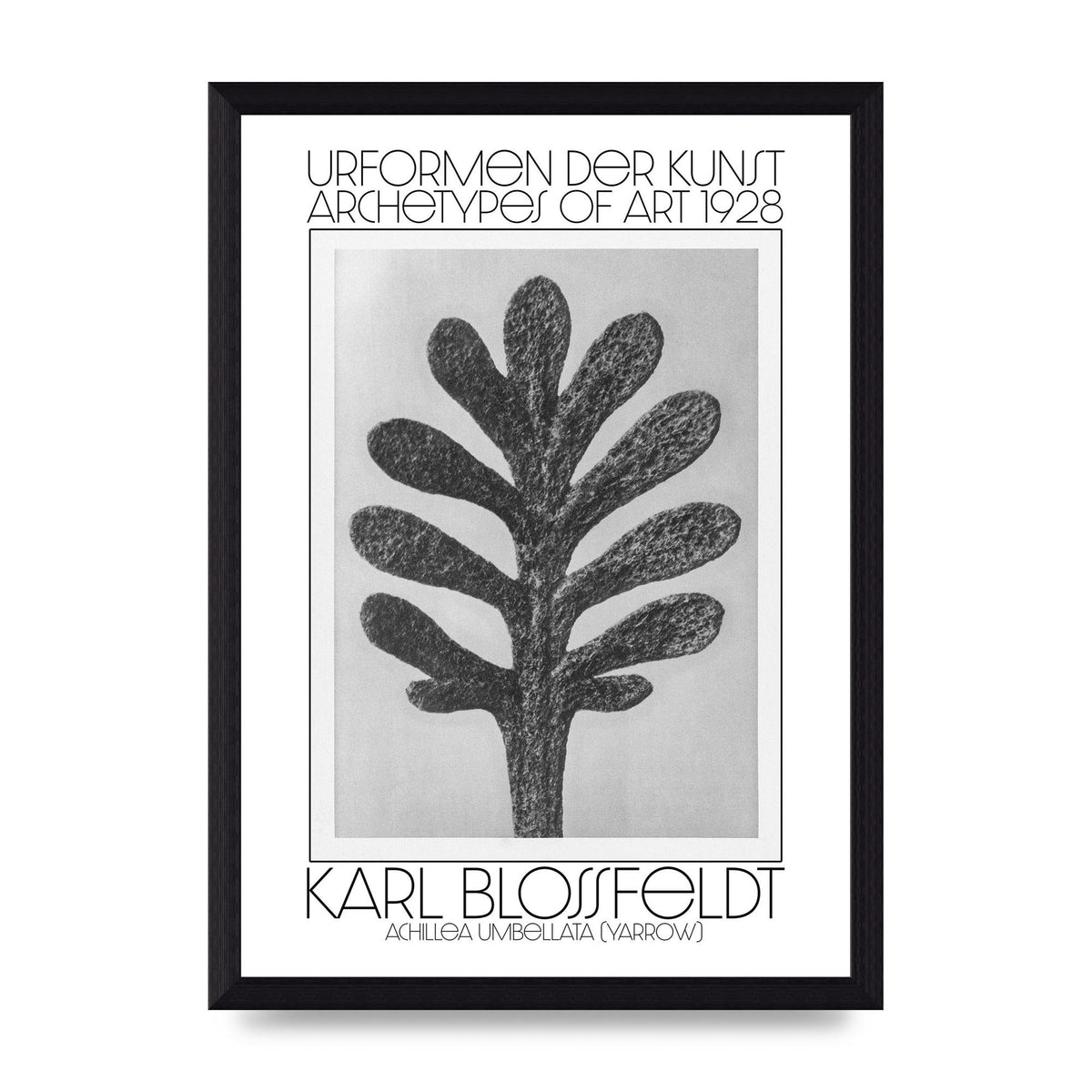 Karl Blossfeldt Urformen Der Kunst 1928 Achillea Umbellata Yarrow Art For The Home - A4 framed