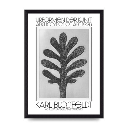Karl Blossfeldt Urformen Der Kunst 1928 Achillea Umbellata Yarrow Art For The Home - A4 framed
