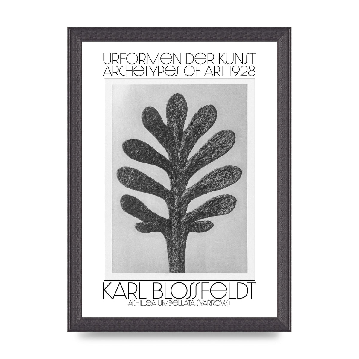 Karl Blossfeldt Urformen Der Kunst 1928 Achillea Umbellata Yarrow Art For The Home - A4 framed