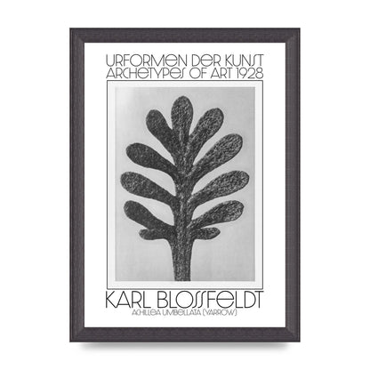 Karl Blossfeldt Urformen Der Kunst 1928 Achillea Umbellata Yarrow Art For The Home - A4 framed
