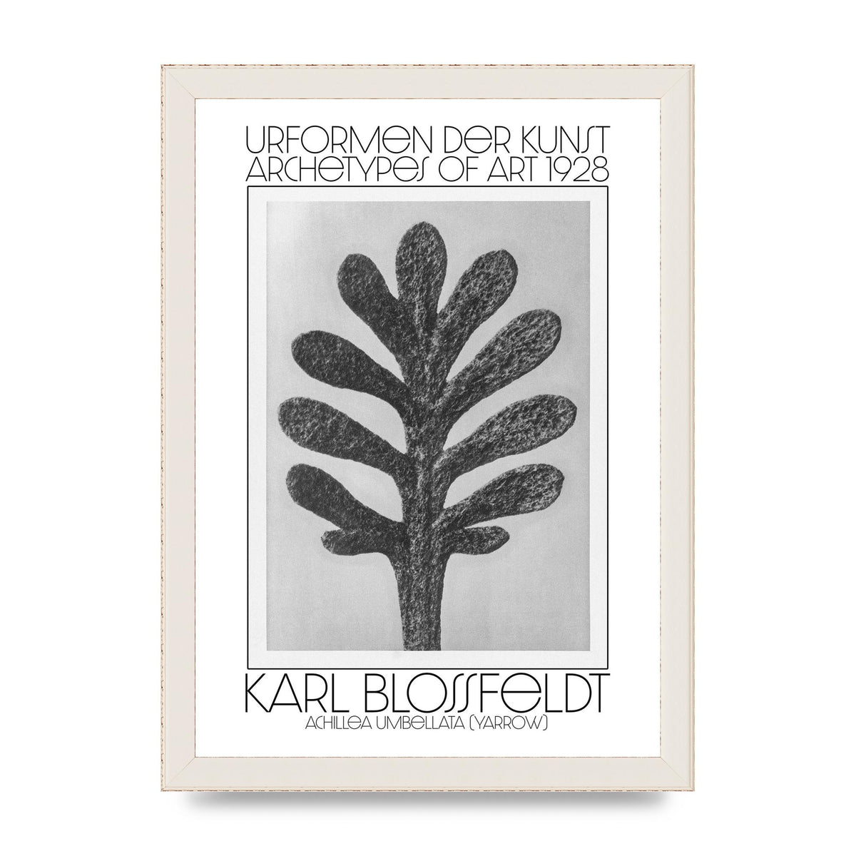 Karl Blossfeldt Urformen Der Kunst 1928 Achillea Umbellata Yarrow Art For The Home - A4 framed