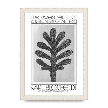 Karl Blossfeldt Urformen Der Kunst 1928 Achillea Umbellata Yarrow Art For The Home - A4 framed
