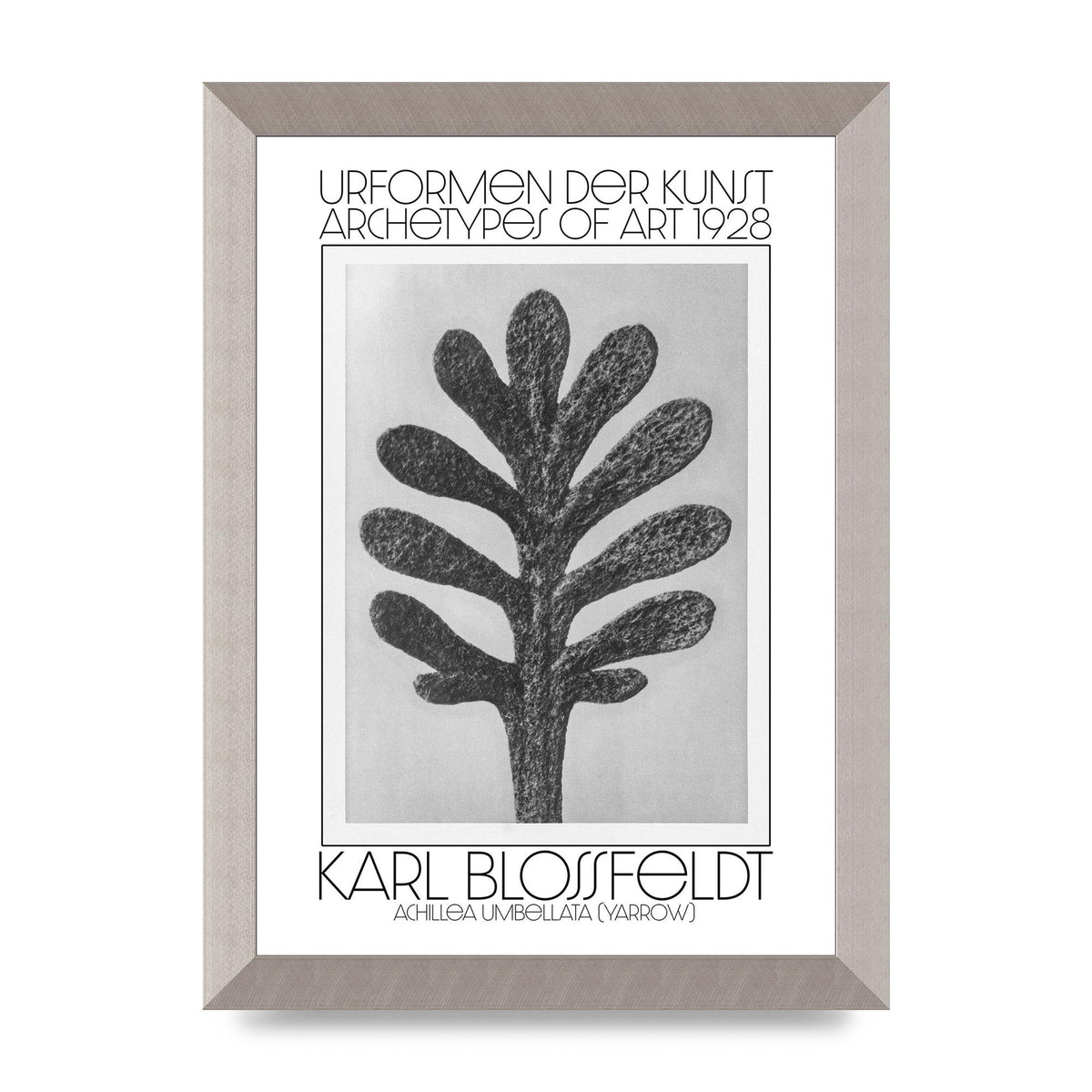 Karl Blossfeldt Urformen Der Kunst 1928 Achillea Umbellata Yarrow Art For The Home - A4 framed