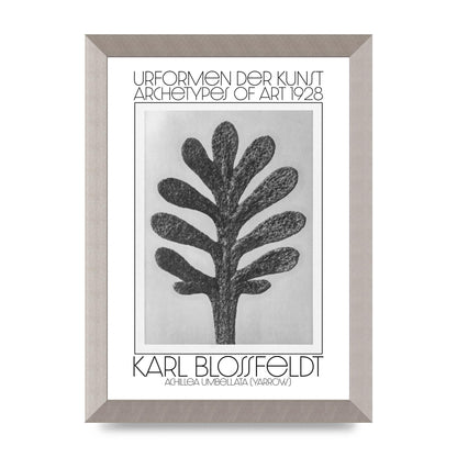 Karl Blossfeldt Urformen Der Kunst 1928 Achillea Umbellata Yarrow Art For The Home - A4 framed