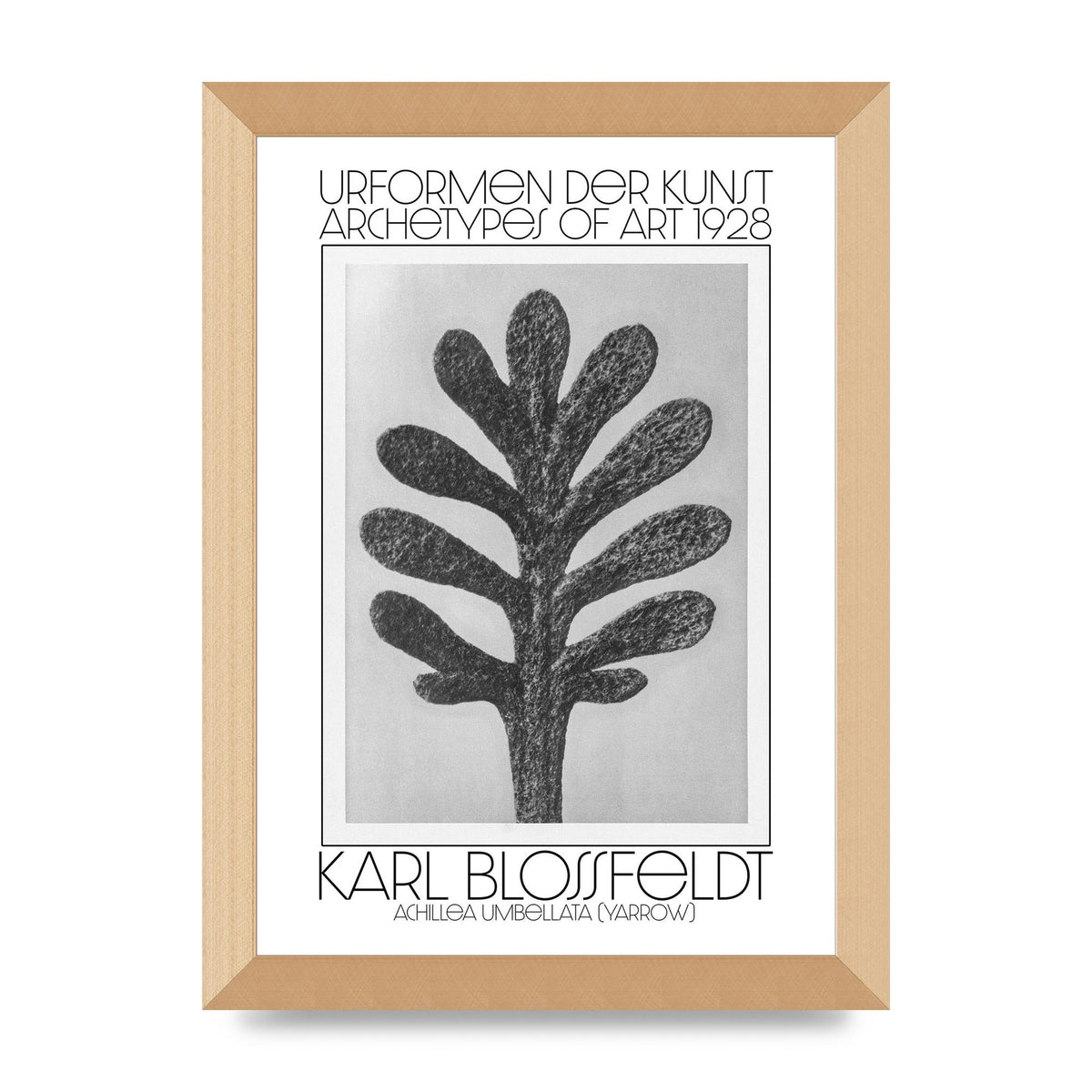 Karl Blossfeldt Urformen Der Kunst 1928 Achillea Umbellata Yarrow Art For The Home - A4 framed