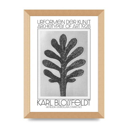 Karl Blossfeldt Urformen Der Kunst 1928 Achillea Umbellata Yarrow Art For The Home - A4 framed