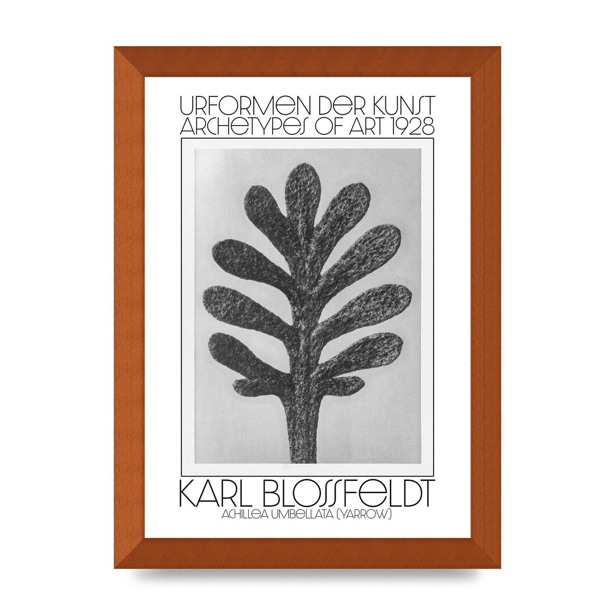 Karl Blossfeldt Urformen Der Kunst 1928 Achillea Umbellata Yarrow Art For The Home - A4 framed